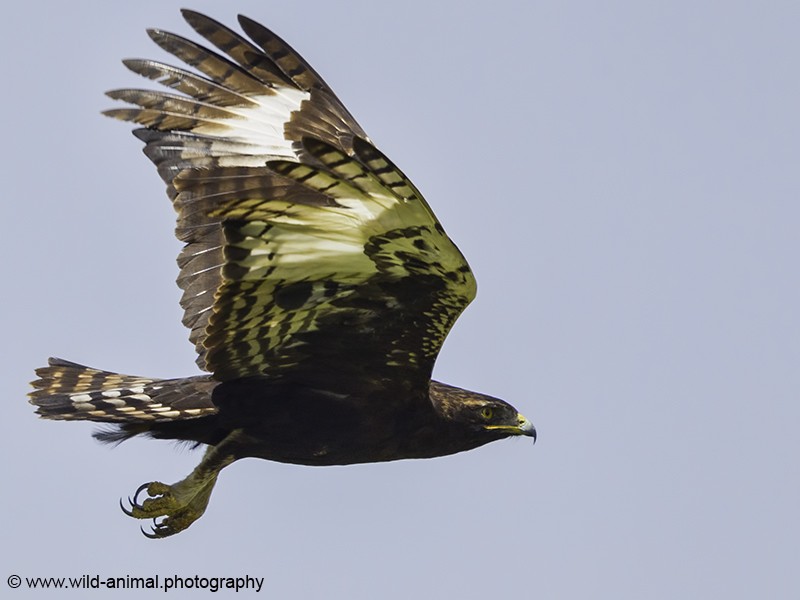 Long-crested Eagle In Flight