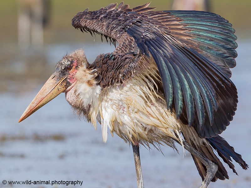 Marabou Stork