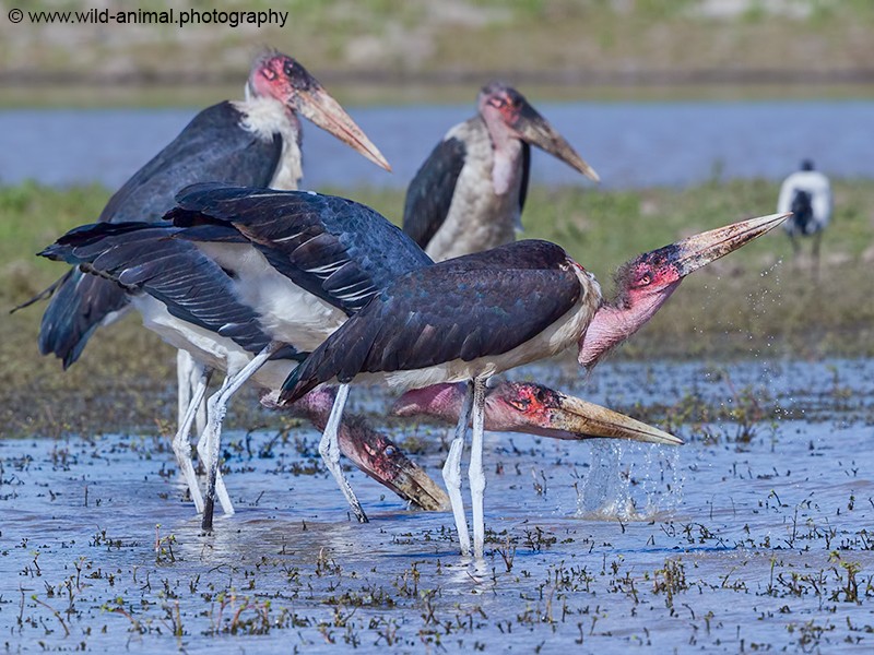 Marabou Storks - Catching Fish