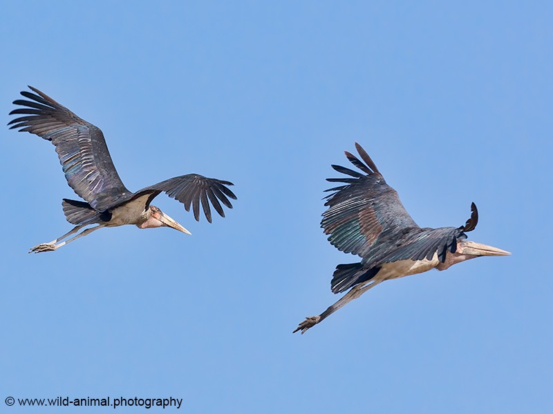 Marabou Storks - Flying