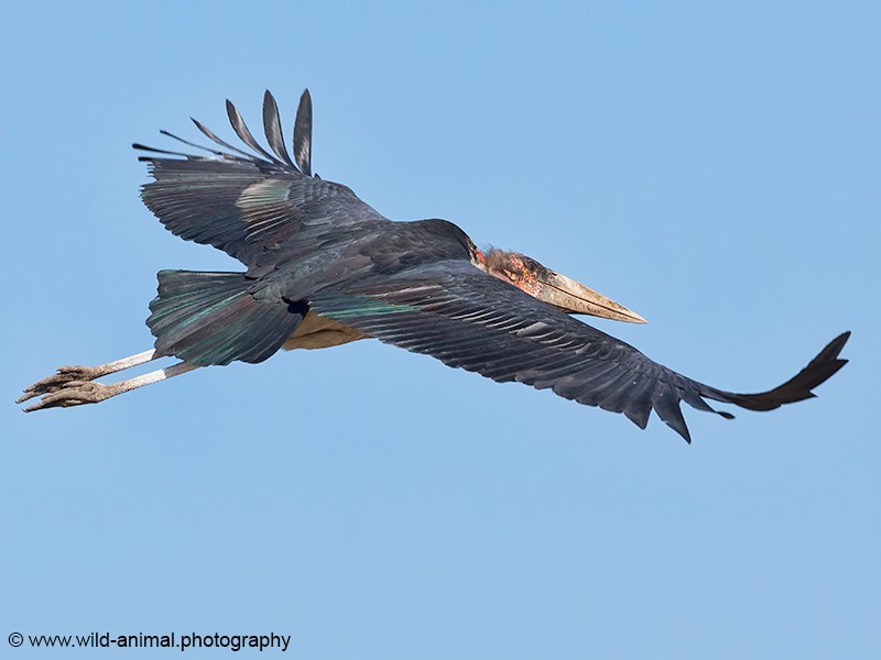 Marabou Storks - Flying
