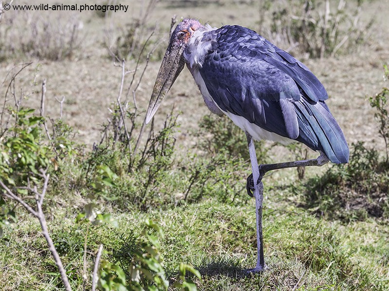 Marabou Stork
