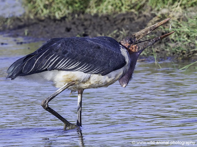 Marabou Stork - Catching Fish