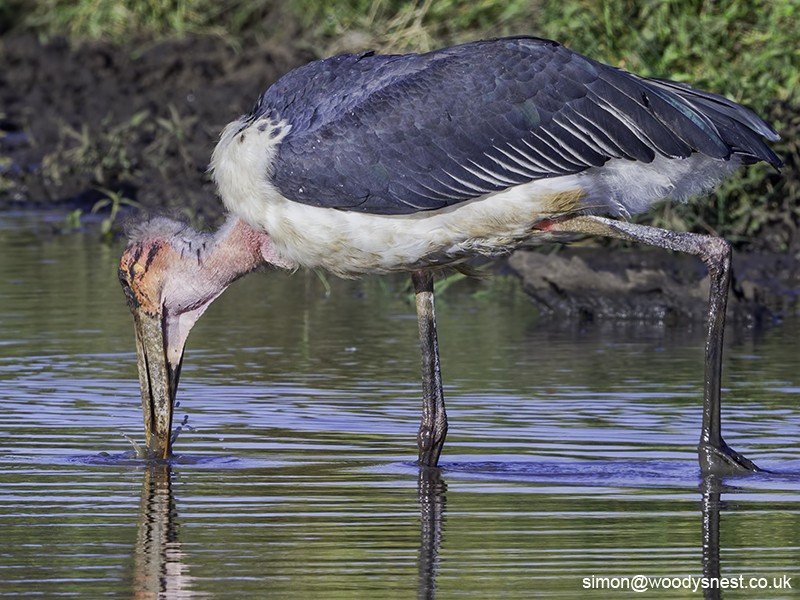 Marabou Stork - Catching Fish