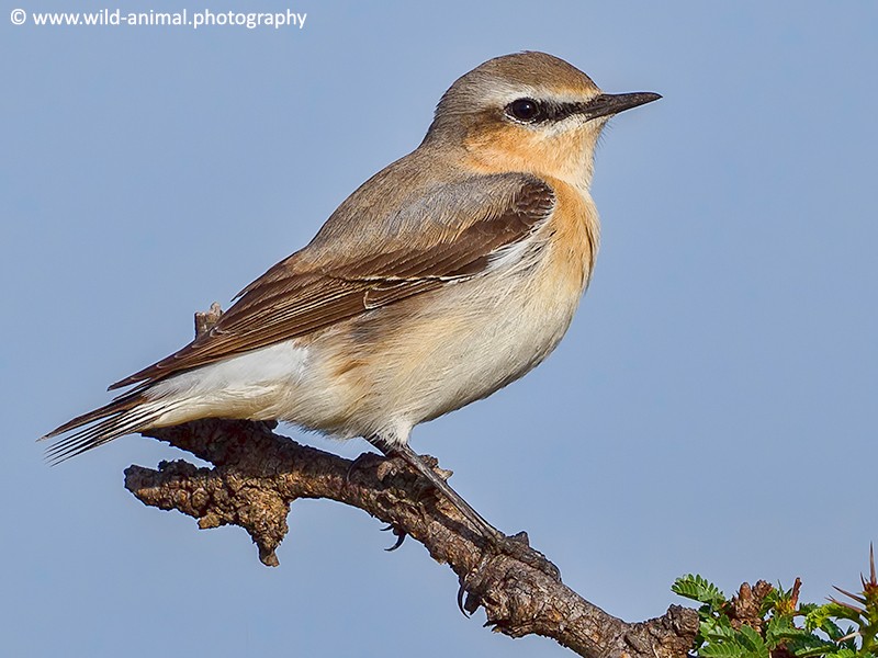 Northern Wheatear