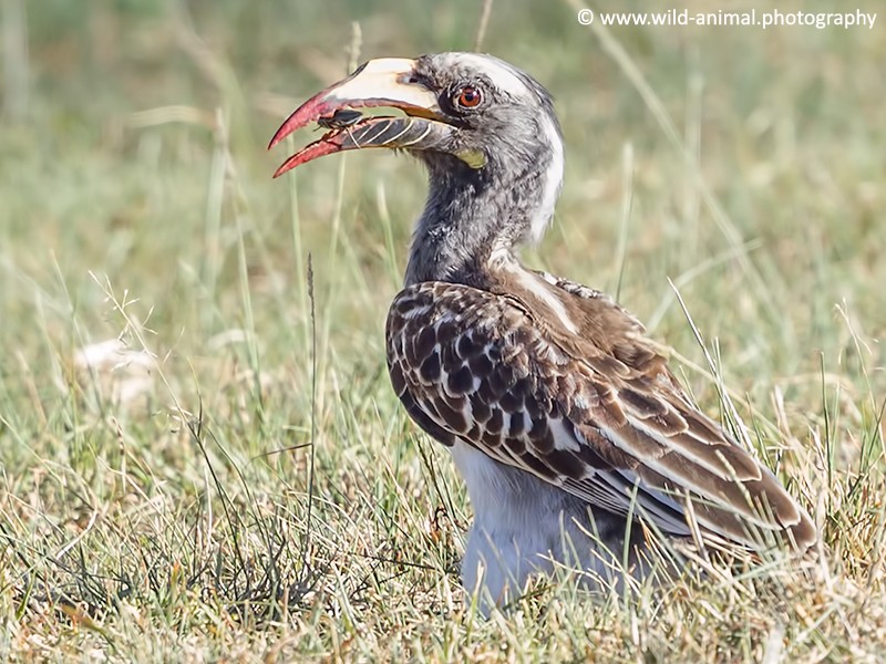 African Grey Hornbill