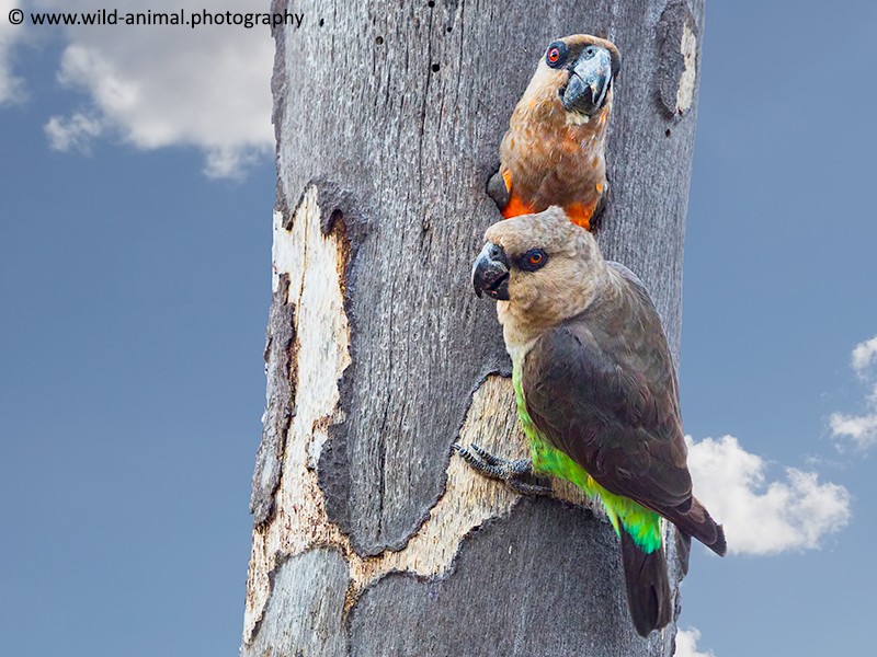 African Orange-bellied Parrots