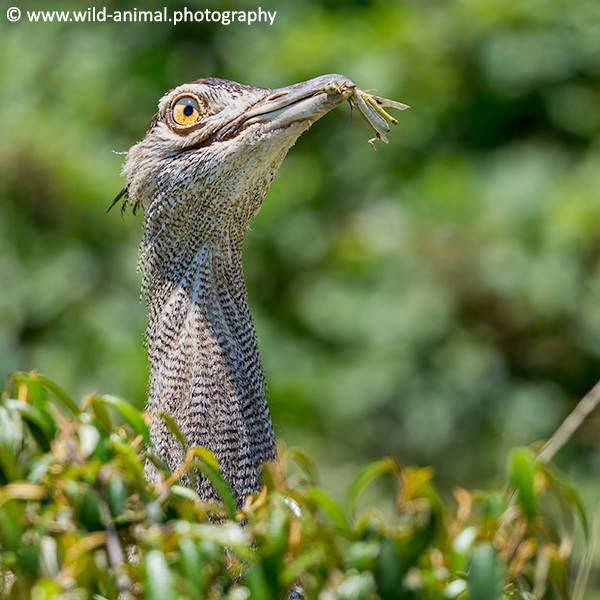Kori Bustard & Grasshopper