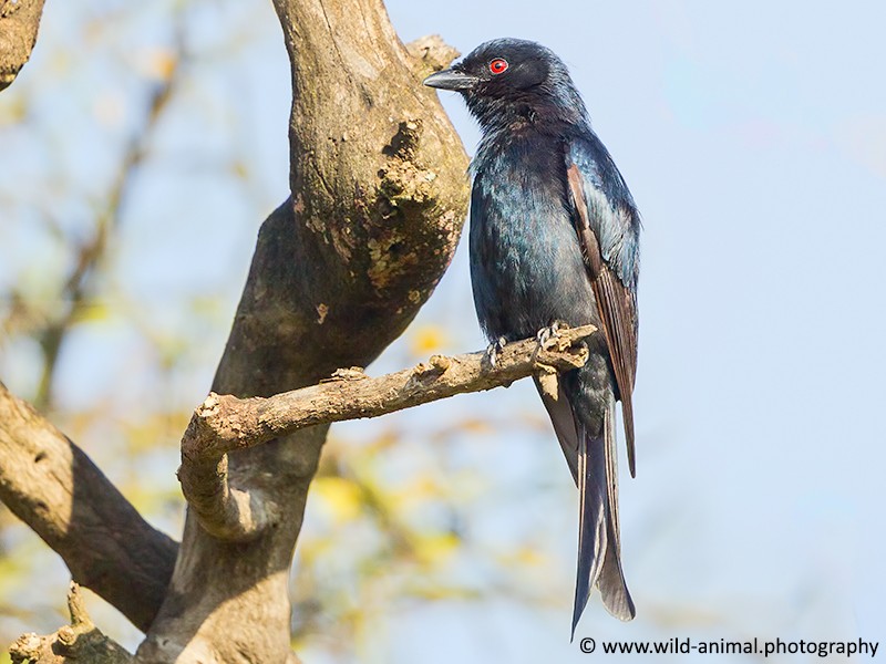 Fork-tailed (Common) Drongo