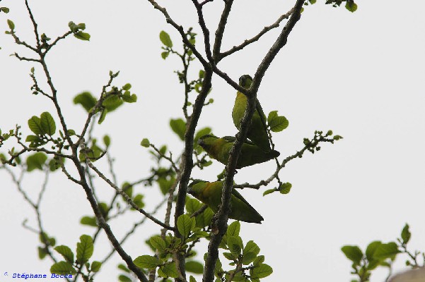 Black-collared Lovebird