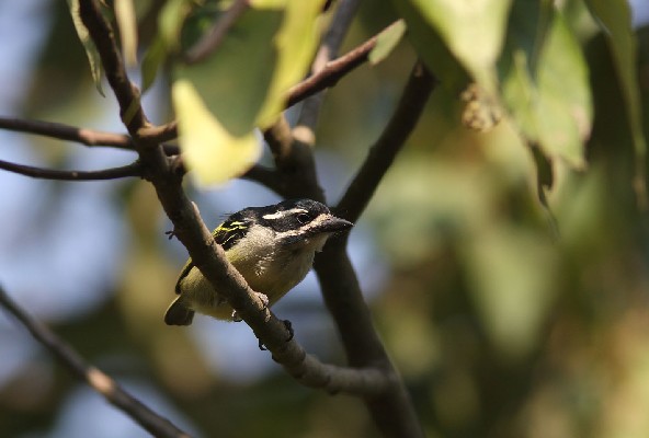 Yellow-rumped Tinkerbird