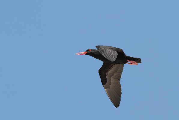 African Black Oystercatcher