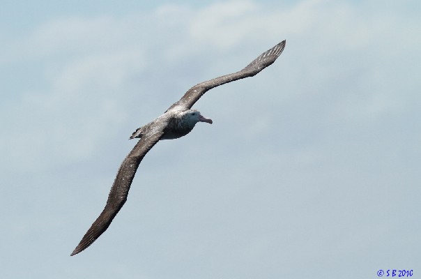 Wandering Albatross