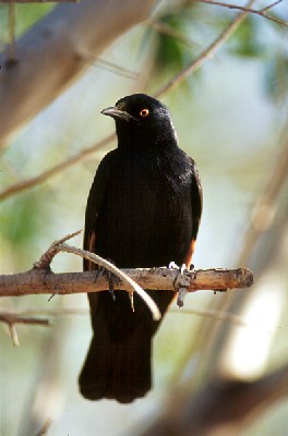 Palewinged Starling (Onychognathus nabouroup)
