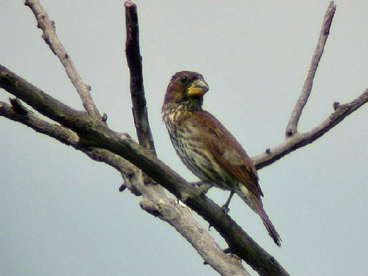 Thick-billed Weaver (Amblyospiza albifrons) at Chundu