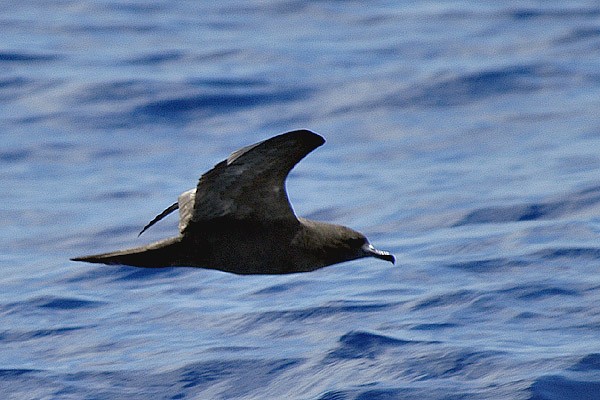 Wedge-tailed Shearwater (Puffinus pacificus) at the Indian Ocean
