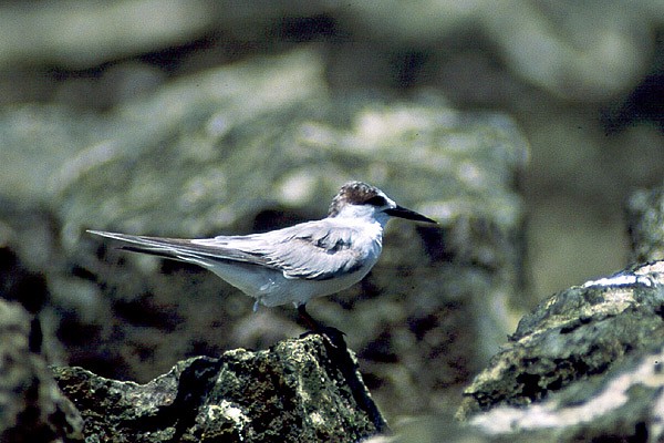 Little Tern (Sterna albifons) in Bongoyo
