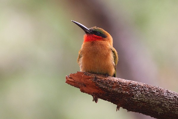A young Red-throated Bee-eater