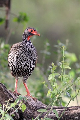 Red-necked Sourfowl