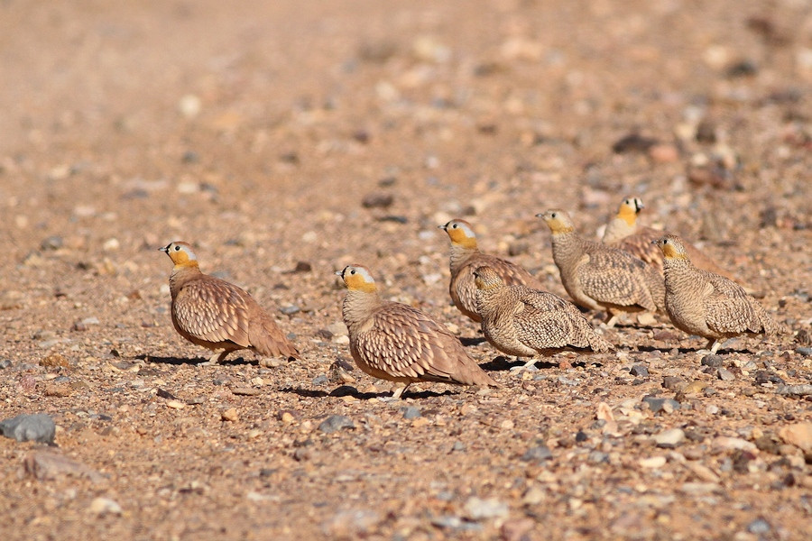 Crowned Sandgrouse