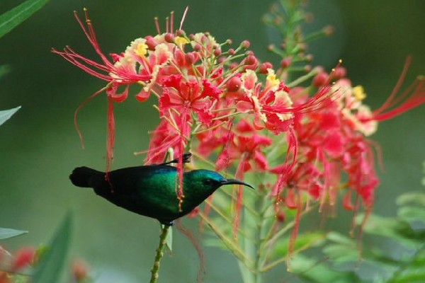 Souimanga bifascié - Purple-banded Sunbird