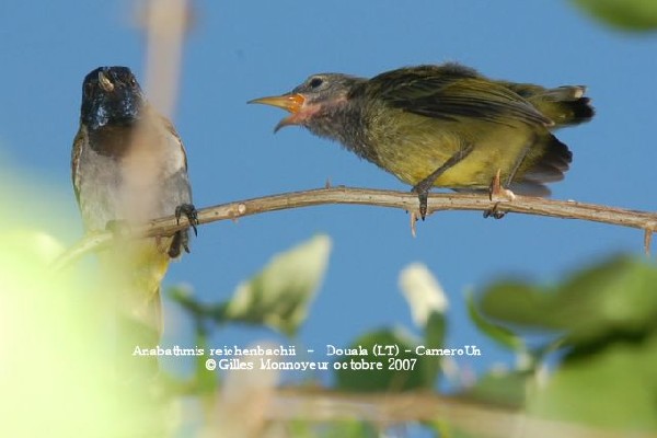 Reichenbach's Sunbird first day off nest