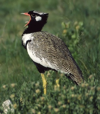 White-quilled Bustard