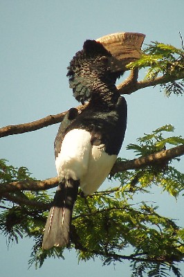 Black-and-white-casqued Hornbill