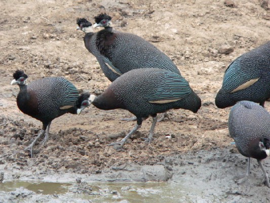 Southern Crested Guineafowl