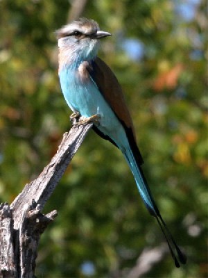 Racket-tailed Roller