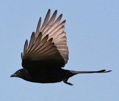 Forked Tailed Drongo Flying