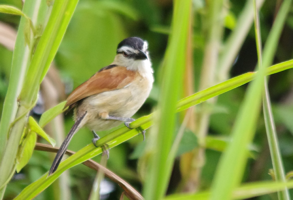 Bird feeding in tall grass surrounding the Mefou Lake south of Yaonde