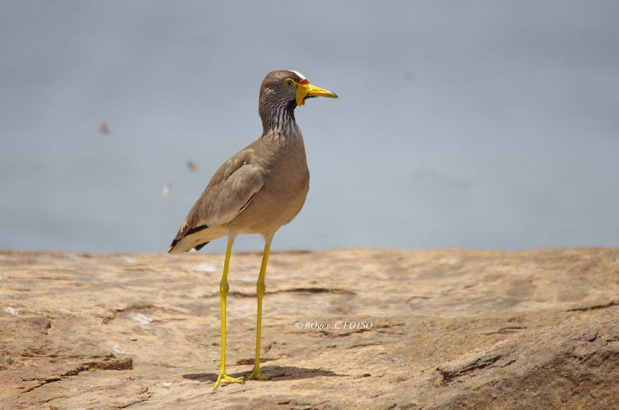 African Wattled Lapwing on the Djerem River