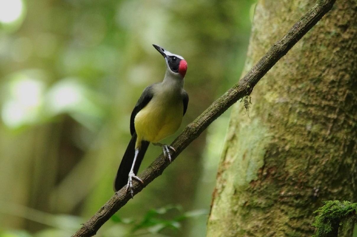 Grey-necked Picathartes perching neat nesting site
