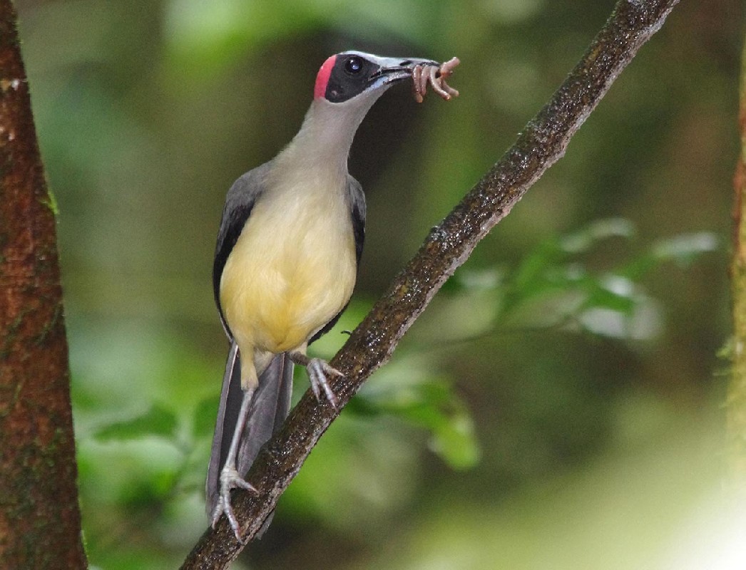 Grey-necked Picathartes carrying food for young at nest