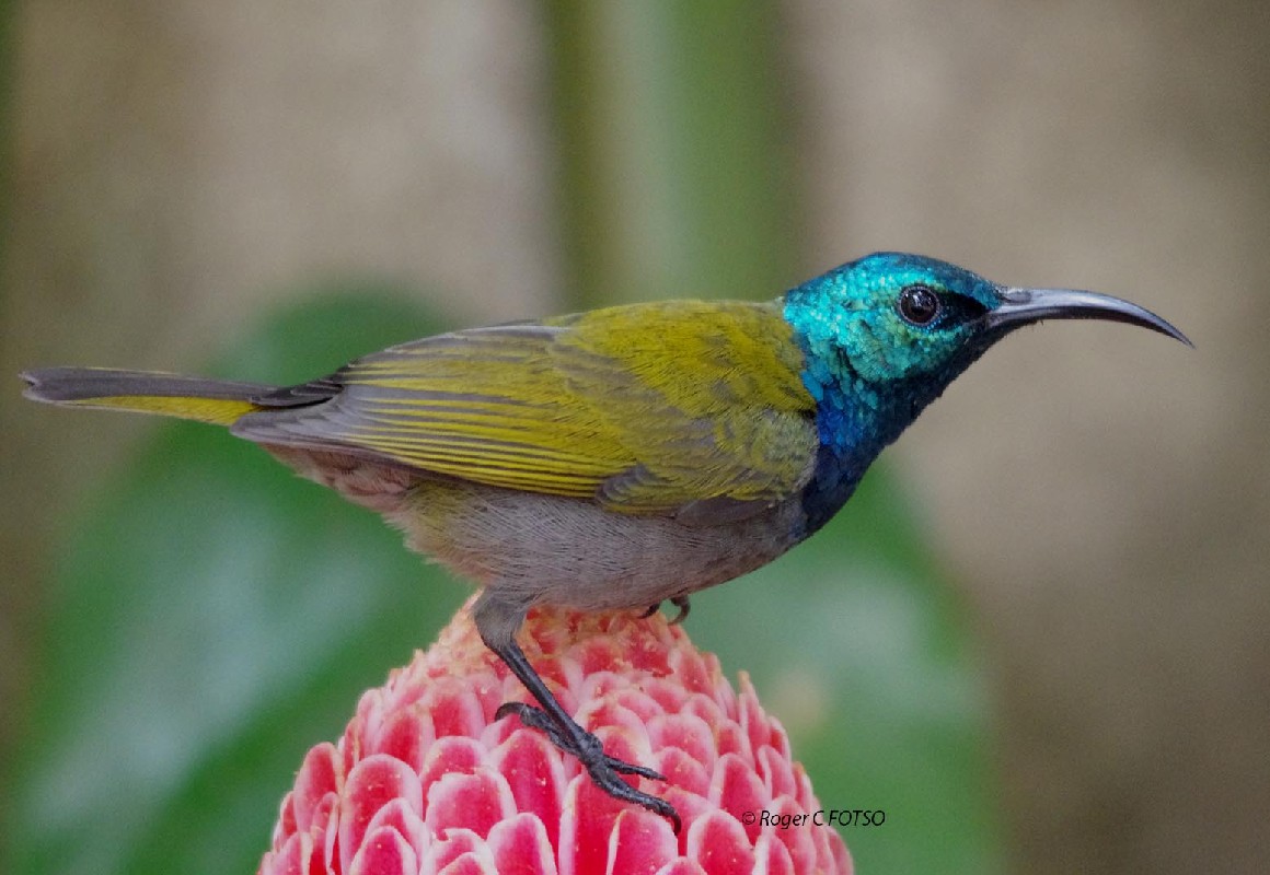 Green Headed Sunbird Regular garden bird in Yaounde
