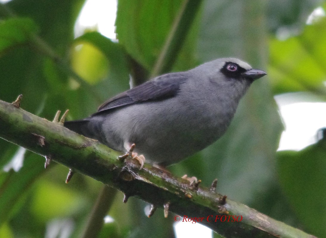 Pale fronted Negrofinch