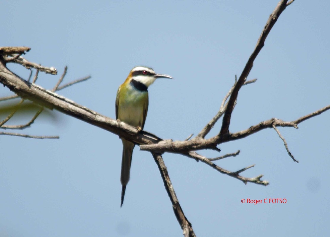 White throated Bee-eater