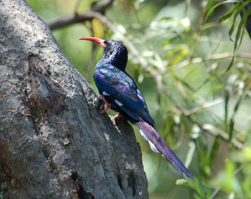 Green Wood-hoopoe