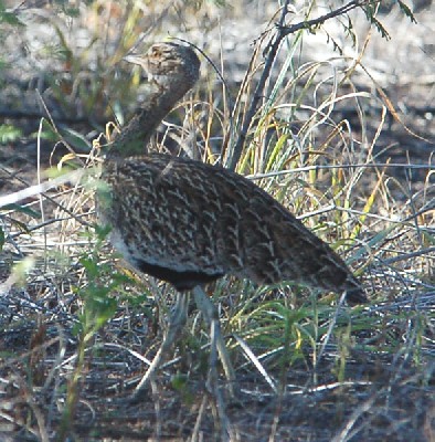 Red Crested Korhaan