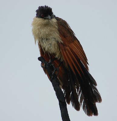 wet Coppery-tailed Coucal