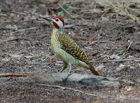 Bennett's Woodpecker