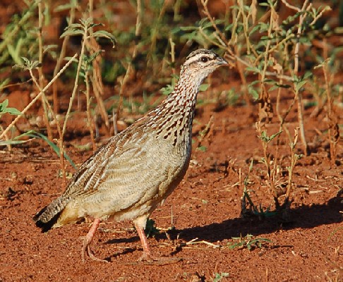 Crested Francolin