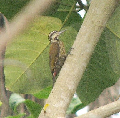 Fire-bellied Woodpecker (f)