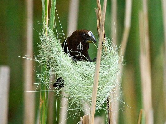 Grosbeak Weaver