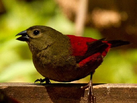 Red-faced Crimsonwing