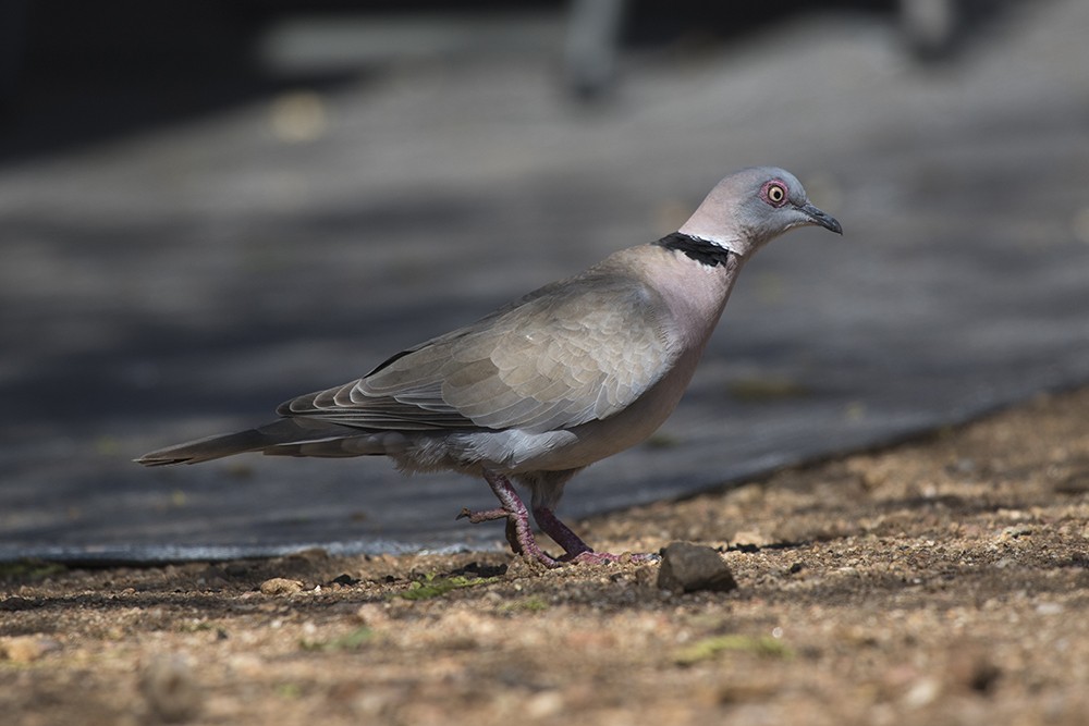 African Mourning Dove