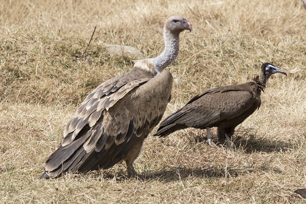 Ruppell's Vulture with Hooded Vulture