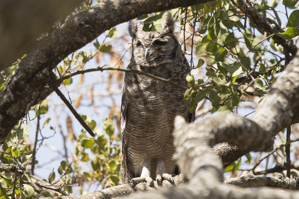 Greyish Eagle Owl