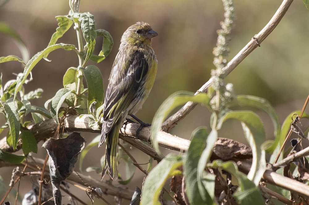 Yellow-crowned Canary